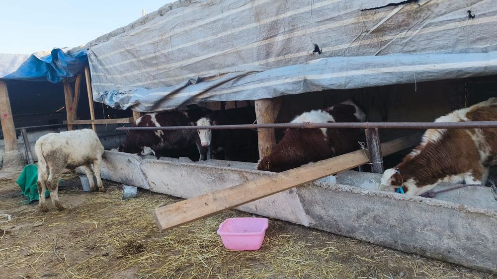 Букалар сотилади парода (сментал, гренфорд, микимаус, шарален, Ангус]