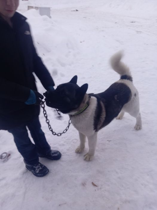 Акита ину американец