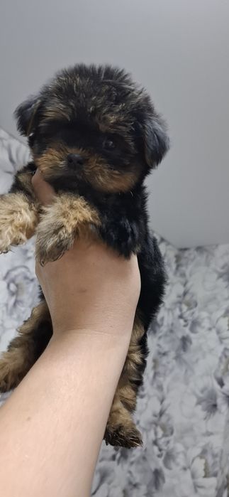 Щенки йоркширского терьера