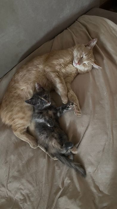 Кішкентай Мысық беремін