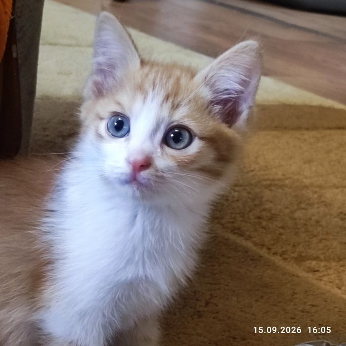 Солнечный котёнок