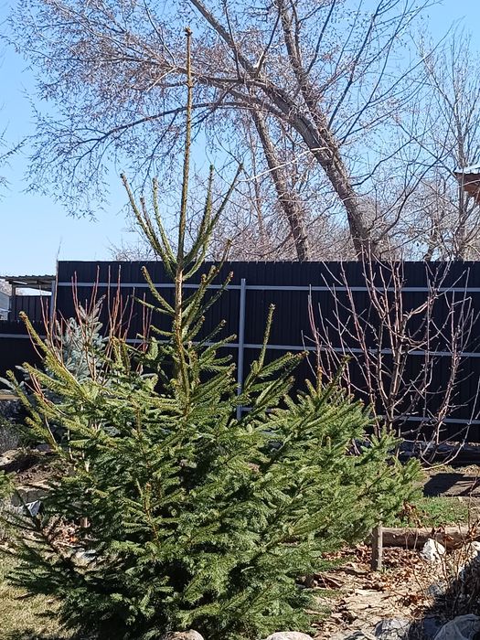 ель ,елка продам