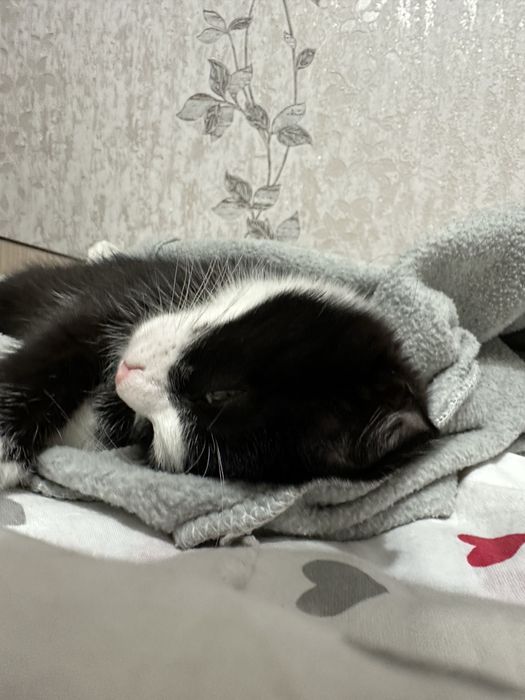 Вислоухая кошечка