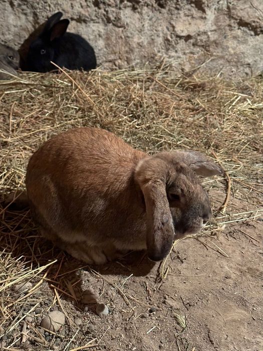 Кояндар сатылады