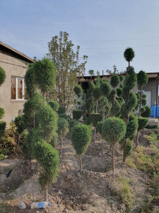 Kepars archalar sotiladi