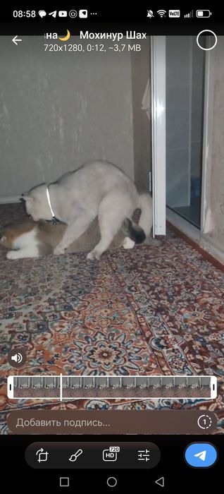 Вязка кота серебристый шин шыла сильвер крупный весом 6кг