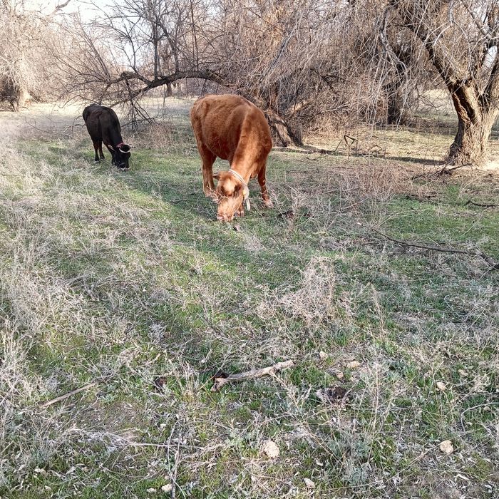 Сиыр корова тана