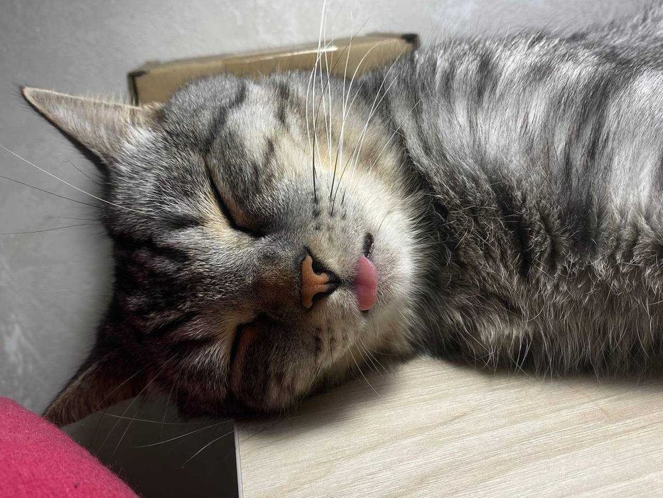 Кот, отдаем в добрые руки