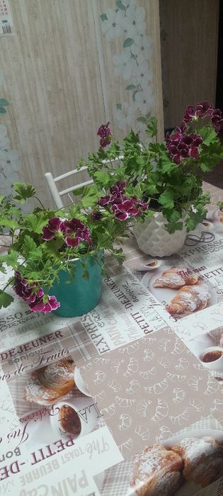 Продам комнатные цветы.