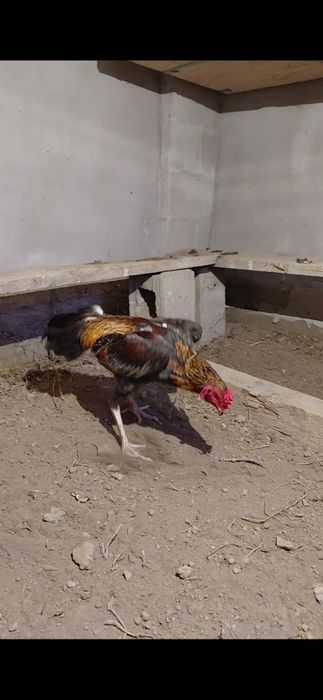 Шамо микс қораз сатылады