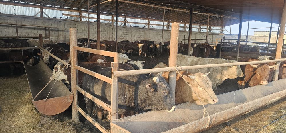 Бука сатылады. Бычки