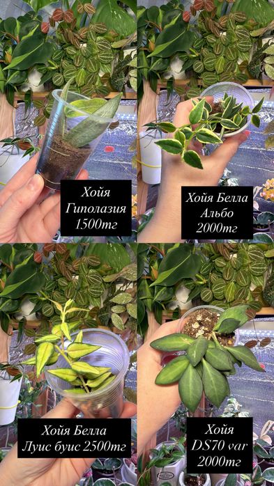 Суккуленты. Комнатные растения