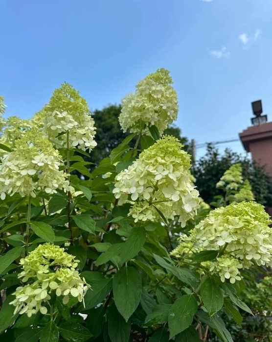 Метельчатая гортензия