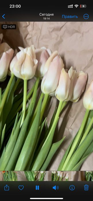 Тюльпаны оптом к 8 марта от 420 тенге