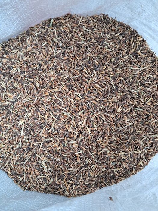 De vânzare ovăz negru