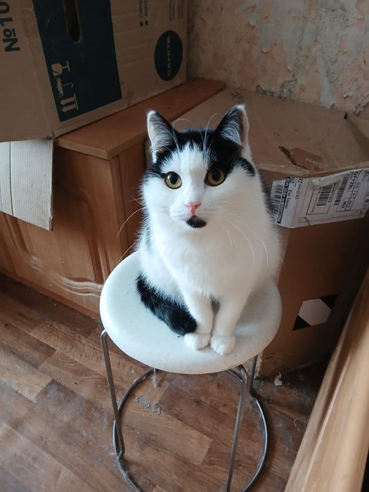 Отдам котика Кешу