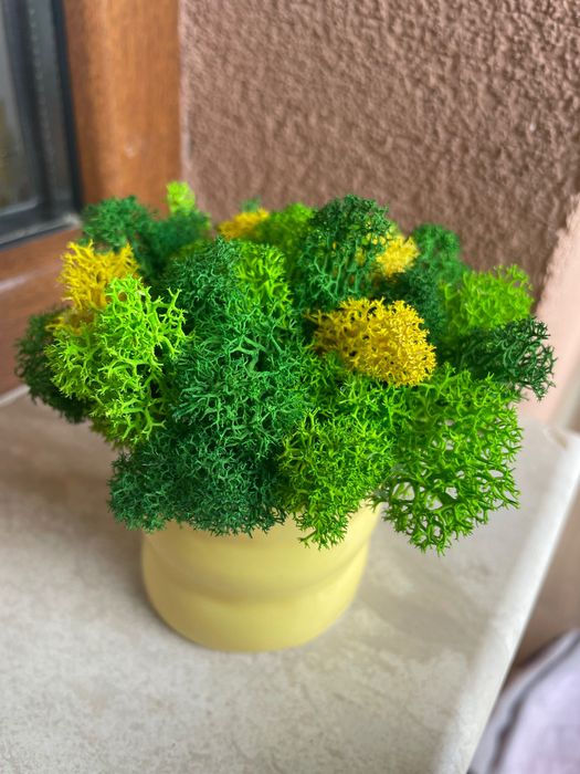 Картини и кашписъс скандинавски мъх