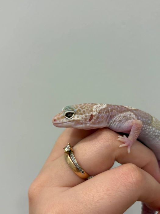 Эублефары разных морф