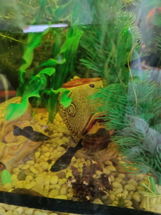 Барбусы и пецилии