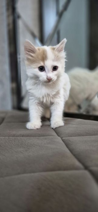 Пристройство кошечки и котят по отдельности можно