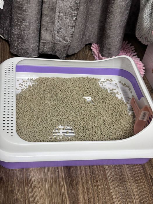 кошка  скотиш страйт