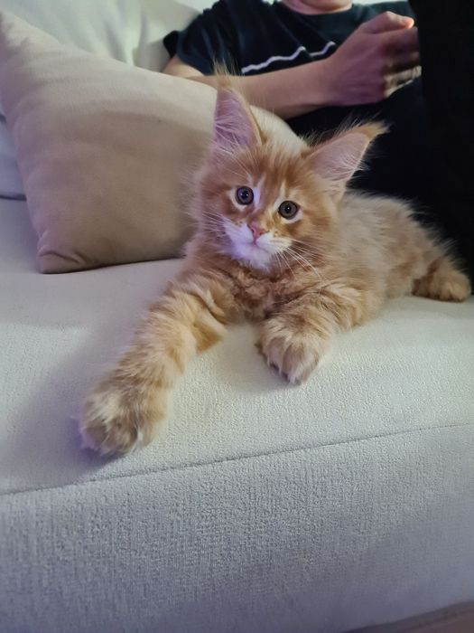 Котенок мейн-кун