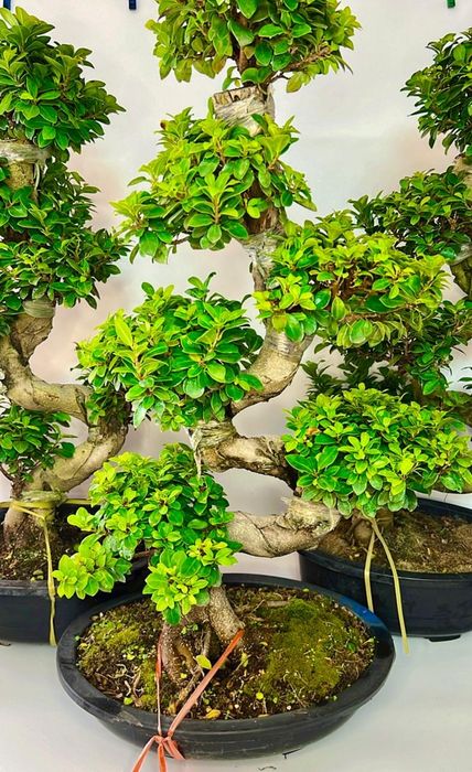 Фикус Бонсай 80-90 см