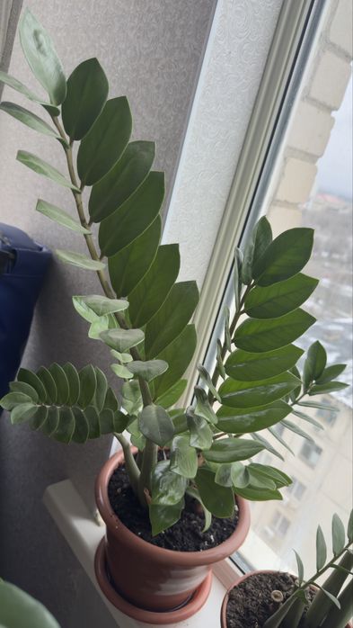 Комнатные растения