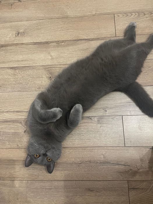 Продаётся красивый британский кот.