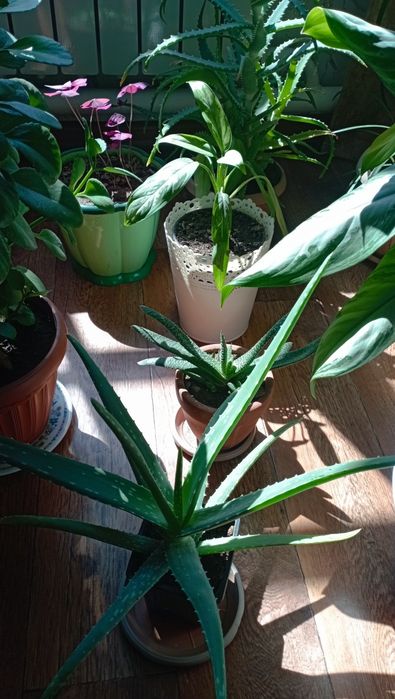 Комнатные растения