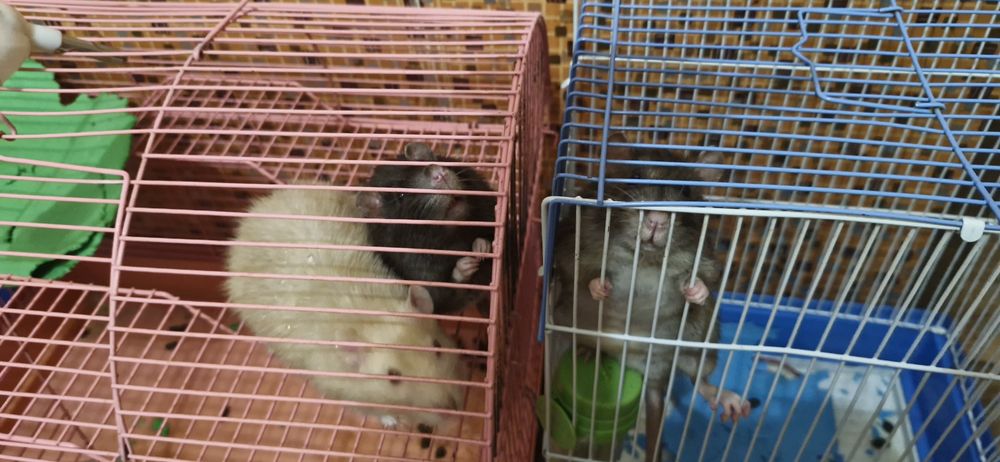 Продам домашних ручных крыс ,