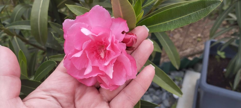 Големи олеандри ( лян,зокум)