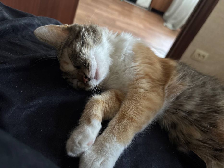 Отдам кошку в хорошие руки