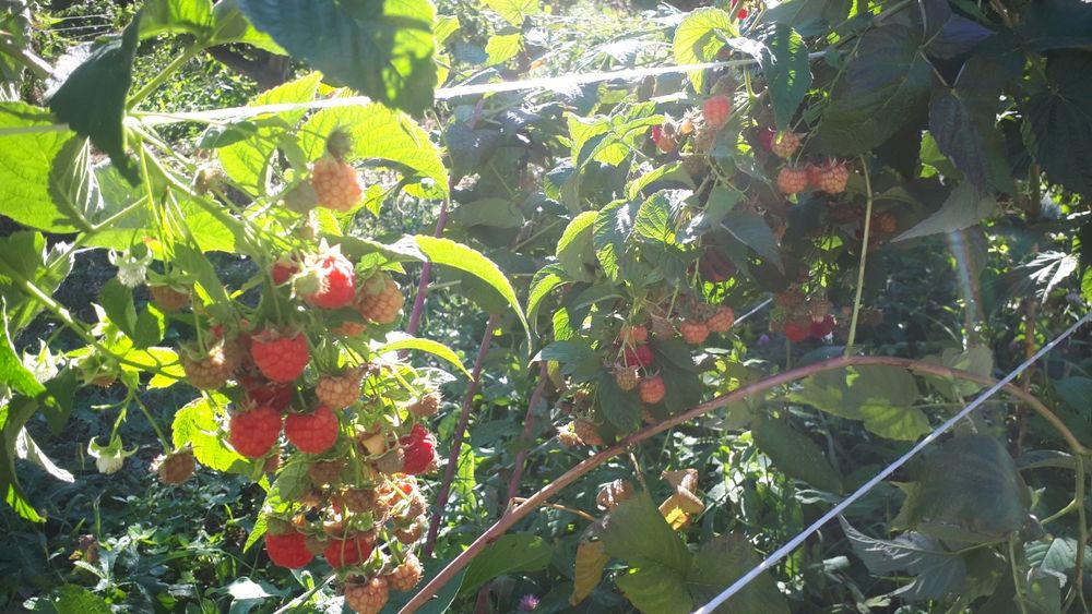 Саженцы малины бабье лето