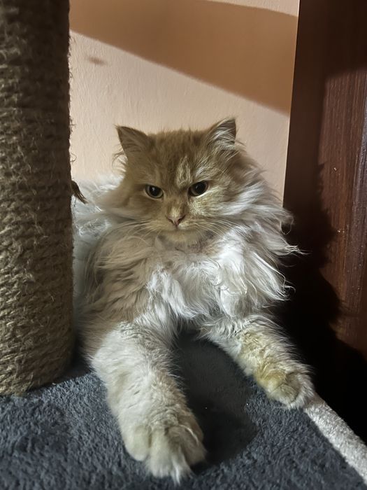 Кот породный бесплатно