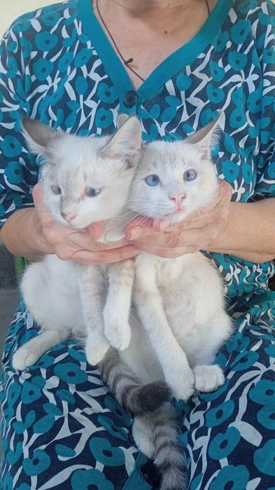 Сиамские котята.