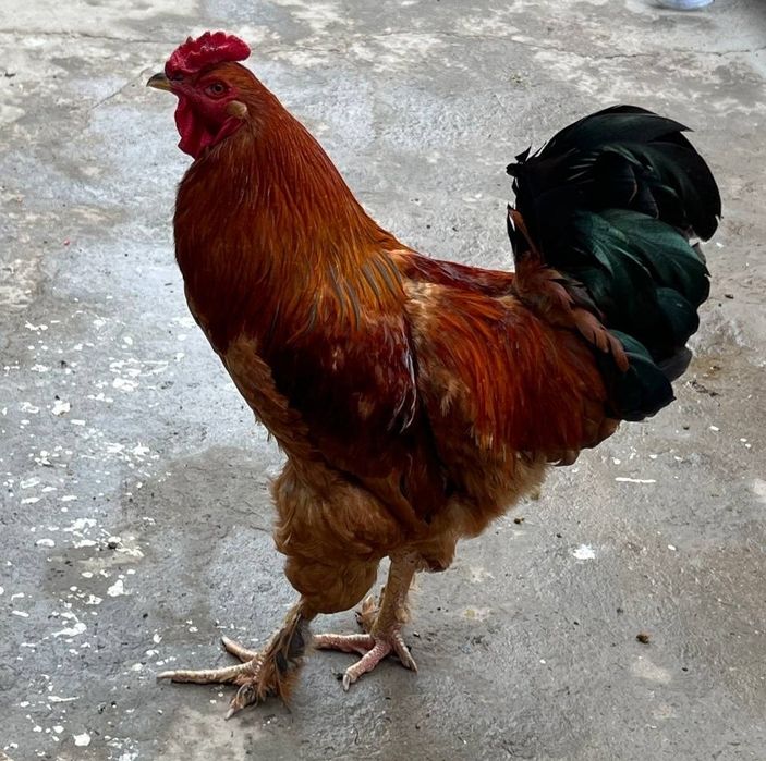 Продаю  петухов  породы брама