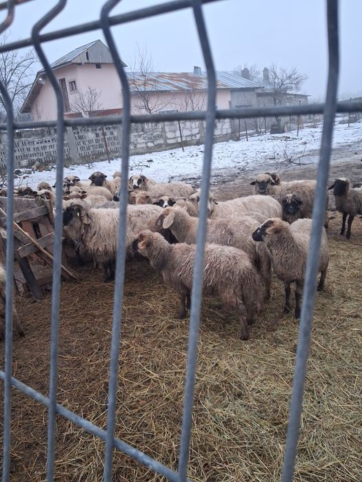 Mielute de anul trecut de vanzare