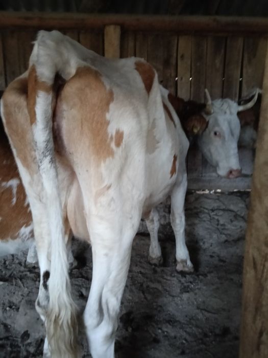De vînzare jurincă la prima fătare