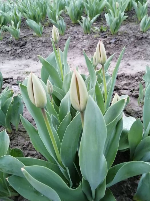 Продаются Тюльпаны оптом примерно от 3-ех тысяч до 5-ти тысяч штук