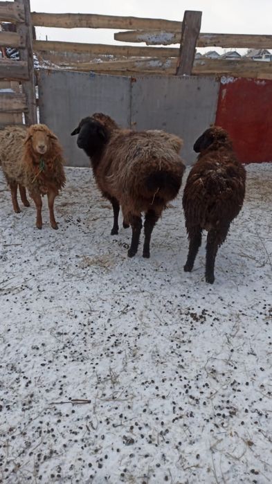 Сельхоз животное