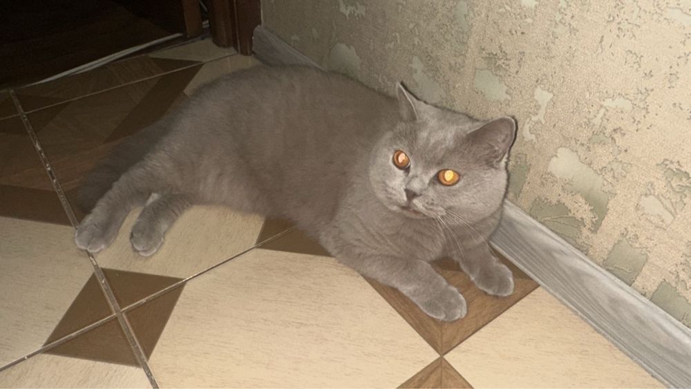 Отдадим кошку в добрые раки