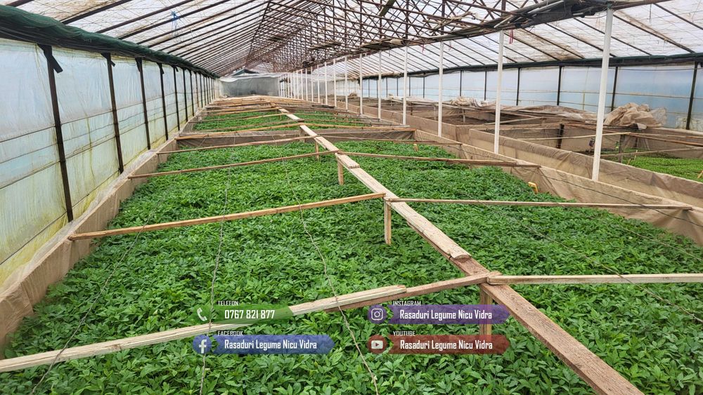 Rasad de rosii / Rasaduri rosii, vinete, ardei, alte rasaduri legume