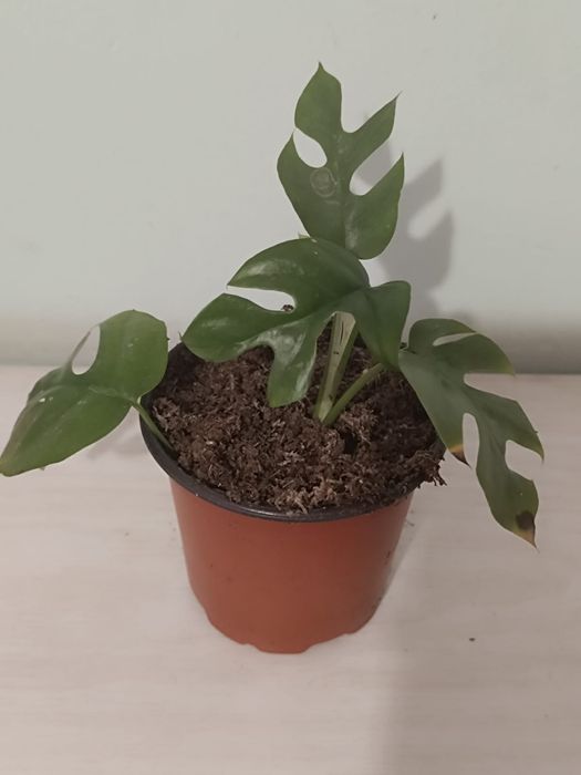 Доллар и другие цветы