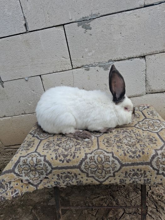 Vand iepuri  urias de Transilvania