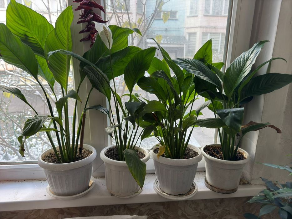 Үйде өсетін гүдер