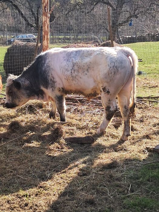 Vând 2 tauri bălțat romanesc și belgian