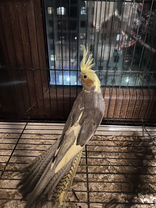 2 попугая корелла + клетка + домик | готовый комплект | Самарканд