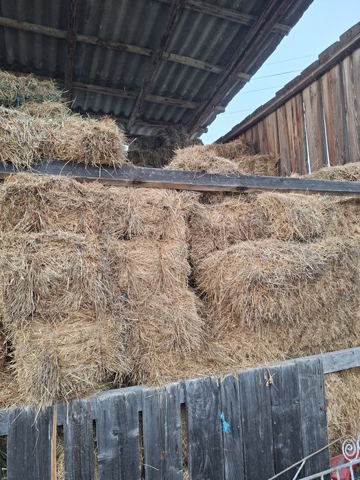 Baloti fan de vanzare