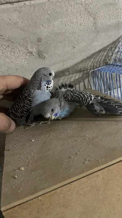 Valnisti to’tilar sotilad